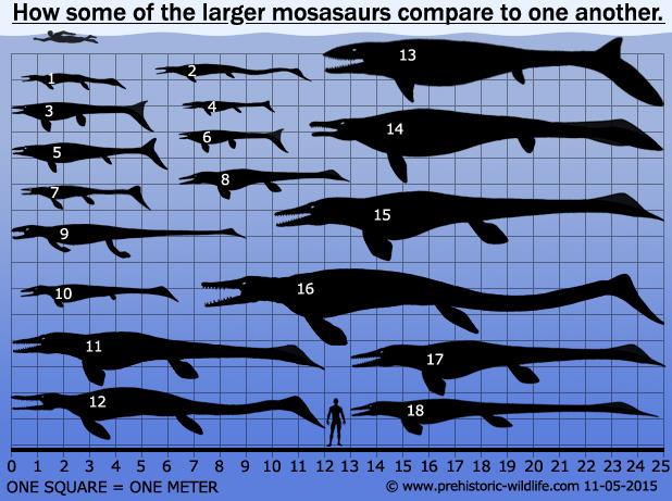 Tylosaurus: Siêu sát thủ đại dương thời tiền sử, cá mập cũng chỉ là thực đơn - Ảnh 2.
