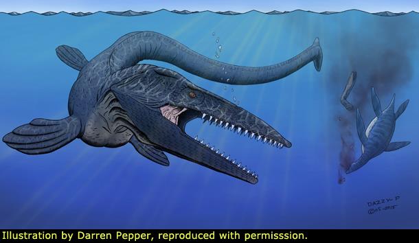Tylosaurus: Siêu sát thủ đại dương thời tiền sử, cá mập cũng chỉ là thực đơn - Ảnh 4.