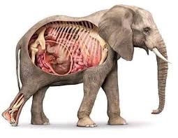 1001 thắc mắc: Vì sao voi mang thai lâu nhất trong các loài? - Ảnh 2.