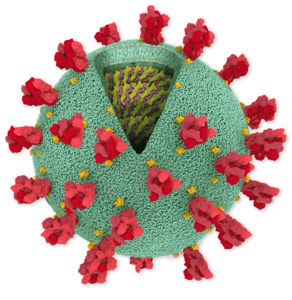 Bạn có thể nghe thấy virus SARS-CoV-2: Và đây là bản nhạc du dương chết người của nó - Ảnh 1.