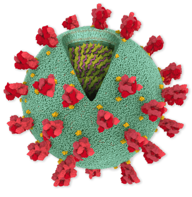Chi tiết bộ gen SARS-CoV-2: Những tên khủng bố chiếm dụng tế bào phổi người - Ảnh 1.