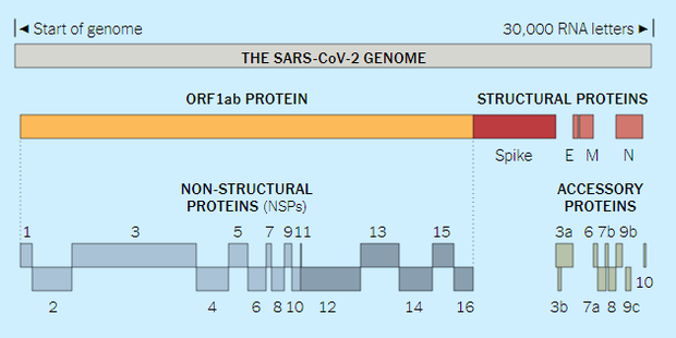 Chi tiết bộ gen SARS-CoV-2: Những tên khủng bố chiếm dụng tế bào phổi người - Ảnh 2.