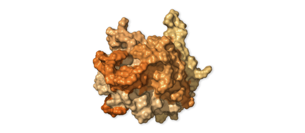 Chi tiết bộ gen SARS-CoV-2: Những tên khủng bố chiếm dụng tế bào phổi người - Ảnh 31.