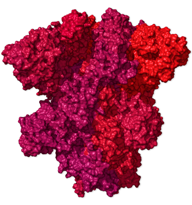 Chi tiết bộ gen SARS-CoV-2: Những tên khủng bố chiếm dụng tế bào phổi người - Ảnh 34.