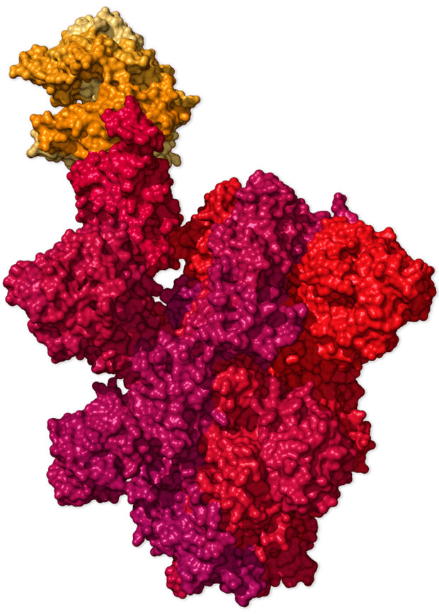 Chi tiết bộ gen SARS-CoV-2: Những tên khủng bố chiếm dụng tế bào phổi người - Ảnh 35.