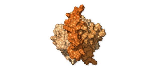 Chi tiết bộ gen SARS-CoV-2: Những tên khủng bố chiếm dụng tế bào phổi người - Ảnh 37.