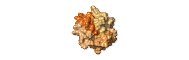 Chi tiết bộ gen SARS-CoV-2: Những tên khủng bố chiếm dụng tế bào phổi người - Ảnh 39.