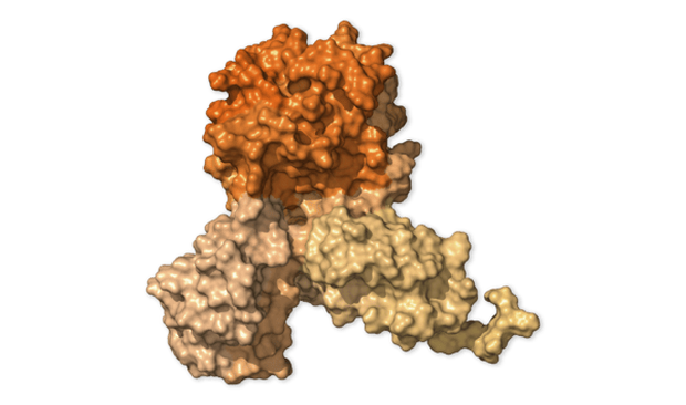 Chi tiết bộ gen SARS-CoV-2: Những tên khủng bố chiếm dụng tế bào phổi người - Ảnh 9.
