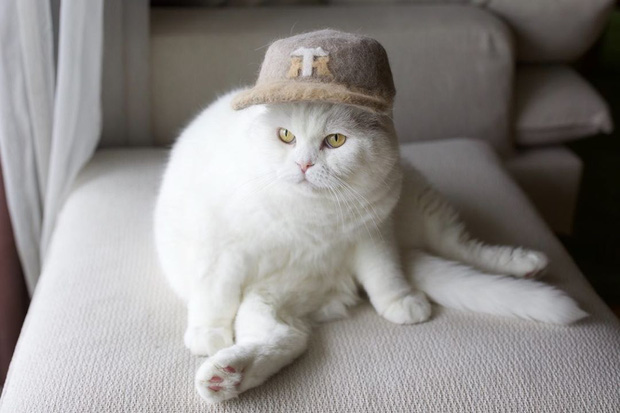 Chải ra cả tấn lông thừa, cặp vợ chồng hô biến chúng thành những chiếc mũ siêu đáng yêu cho mèo nhà mình - Ảnh 12.