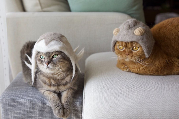 Chải ra cả tấn lông thừa, cặp vợ chồng hô biến chúng thành những chiếc mũ siêu đáng yêu cho mèo nhà mình - Ảnh 4.