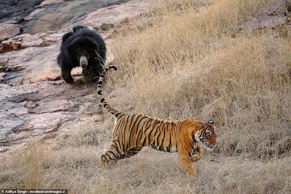 Tử chiến để bảo vệ con, gấu lợn mẹ khiến hổ dữ nhận thất bại vô cùng tủi hổ - Ảnh 7.