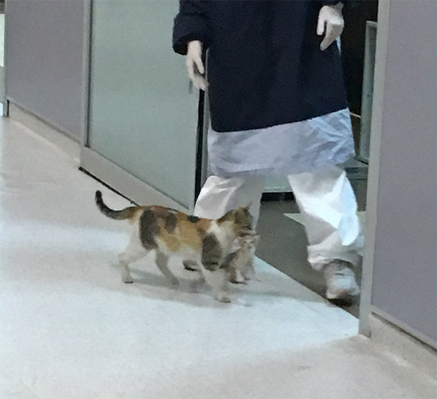 Ấm lòng hình ảnh mèo mẹ bế mèo con tới bệnh viện để khám bệnh, được các bác sĩ nhiệt tình giúp đỡ - Ảnh 4.