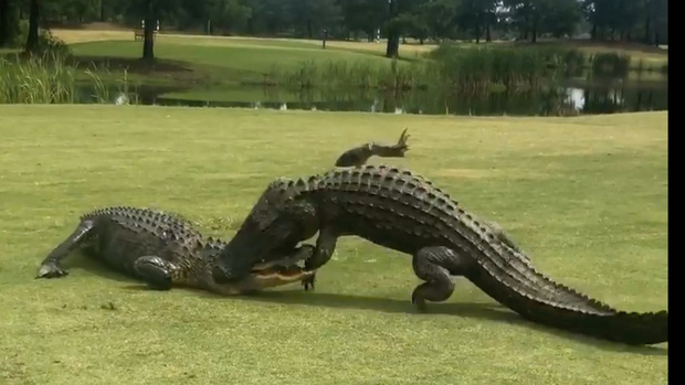 Hai anh cá sấu khổng lồ thản nhiên vật nhau giữa sân golf khiến loài người hết hồn khi chứng kiến cuộc chiến - Ảnh 3.