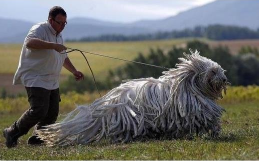 Loạt sinh vật có vẻ ngoài kỳ dị mà không ai nghĩ sẽ có thật trên đời - Ảnh 6.