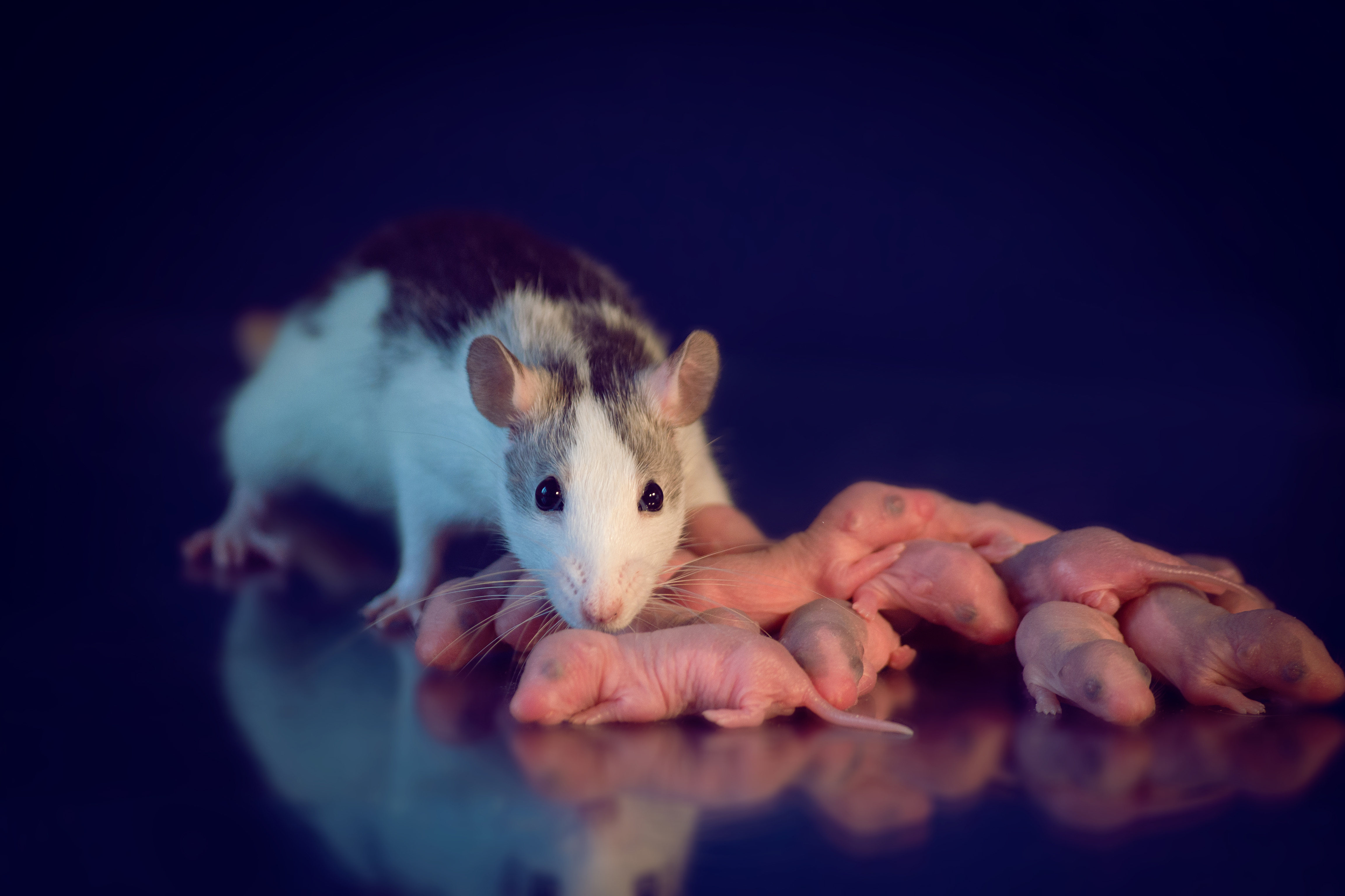 Top 5 điều khiến bạn nên sợ trước loài chuột, điều cuối sẽ làm bạn không dám nhắm mắt đi ngủ