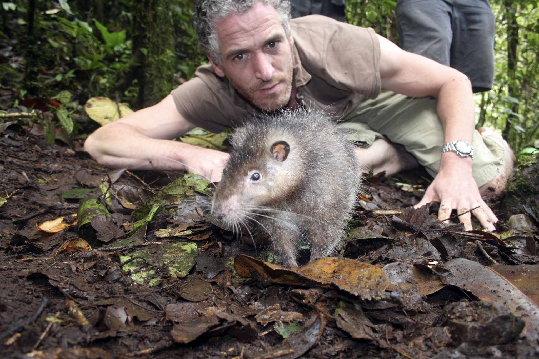 Большие крысы купить. Шерстистая Босави. Самая большая крыса в мире Босави. Гигантская сумчатая крыса Африканская.