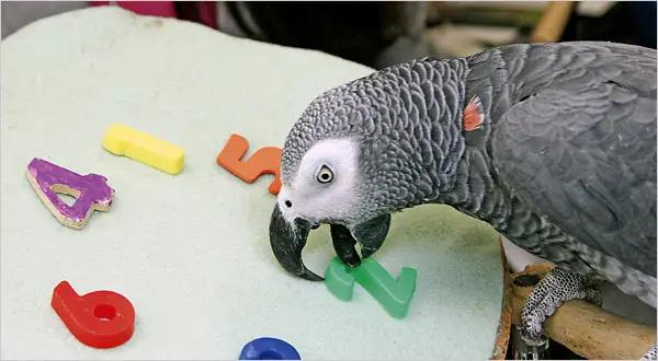 Kỳ lạ con vẹt biết bắt chước hơn 200 thứ tiếng, được mệnh danh là con vẹt thông minh nhất thế giới - Ảnh 2.