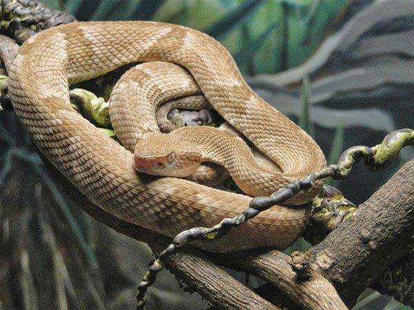 Hòn đảo nguy hiểm nhất thế giới: Quê nhà của hơn 400 nghìn con rắn, lỡ đặt chân vào xem như không có đường ra - Ảnh 4.