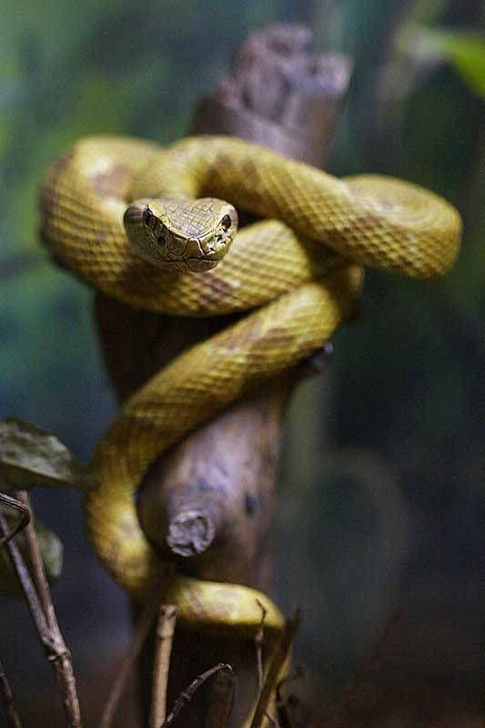 Hòn đảo nguy hiểm nhất thế giới: Quê nhà của hơn 400 nghìn con rắn, lỡ đặt chân vào xem như không có đường ra - Ảnh 5.