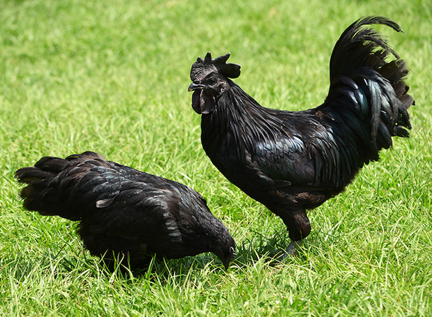 Loài gà kỳ lạ nhất thế giới: Con nào cũng đen thui, người cứ như ngã vào mỏ than - Ảnh 2.