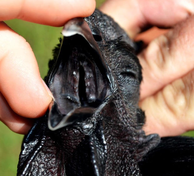 Loài gà kỳ lạ nhất thế giới: Con nào cũng đen thui, người cứ như ngã vào mỏ than - Ảnh 3.
