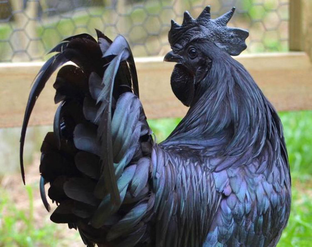 Loài gà kỳ lạ nhất thế giới: Con nào cũng đen thui, người cứ như ngã vào mỏ than - Ảnh 4.