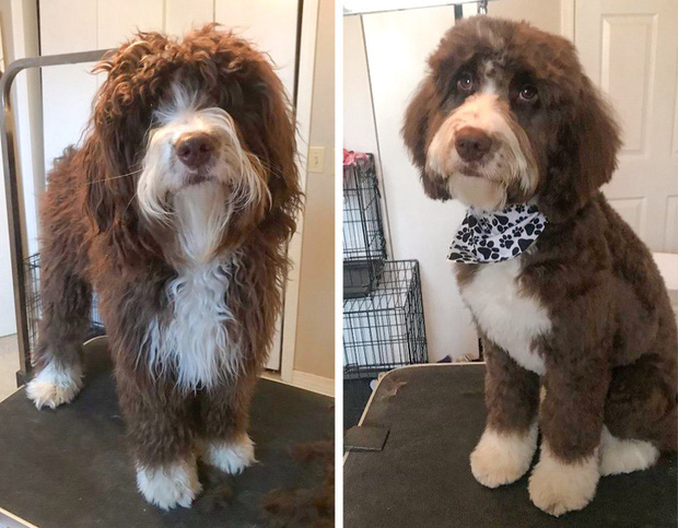 Loạt ảnh minh chứng sự khác biệt sau khi cắt tóc cho cún cưng: cứ như kiểu vừa nuôi thêm một em chó mới toanh vậy! - Ảnh 1.