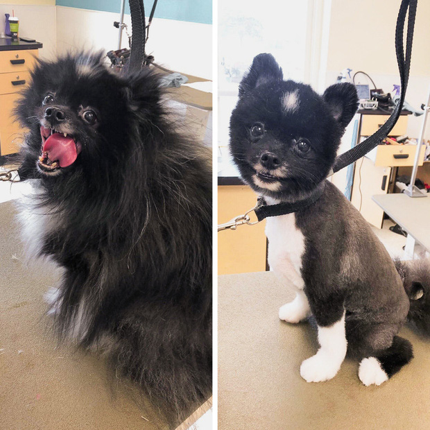 Loạt ảnh minh chứng sự khác biệt sau khi cắt tóc cho cún cưng: cứ như kiểu vừa nuôi thêm một em chó mới toanh vậy! - Ảnh 2.