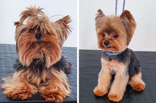 Loạt ảnh minh chứng sự khác biệt sau khi cắt tóc cho cún cưng: cứ như kiểu vừa nuôi thêm một em chó mới toanh vậy! - Ảnh 14.
