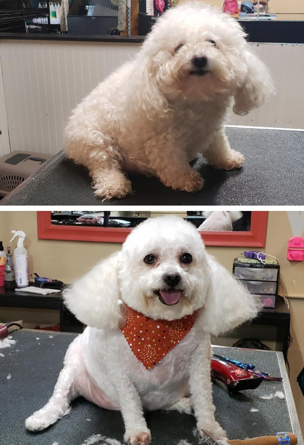 Loạt ảnh minh chứng sự khác biệt sau khi cắt tóc cho cún cưng: cứ như kiểu vừa nuôi thêm một em chó mới toanh vậy! - Ảnh 15.