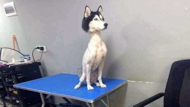 Loạt ảnh minh chứng sự khác biệt sau khi cắt tóc cho cún cưng: cứ như kiểu vừa nuôi thêm một em chó mới toanh vậy! - Ảnh 16.