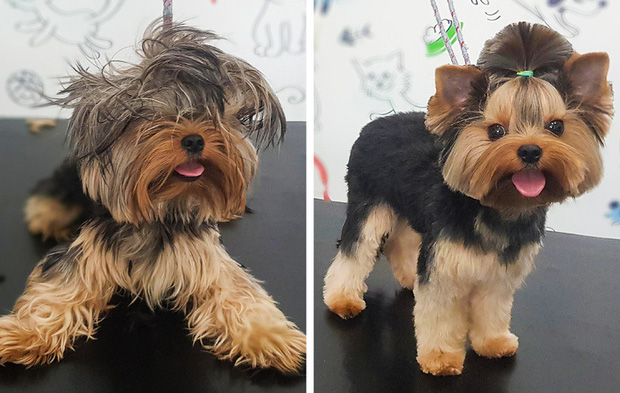 Loạt ảnh minh chứng sự khác biệt sau khi cắt tóc cho cún cưng: cứ như kiểu vừa nuôi thêm một em chó mới toanh vậy! - Ảnh 9.