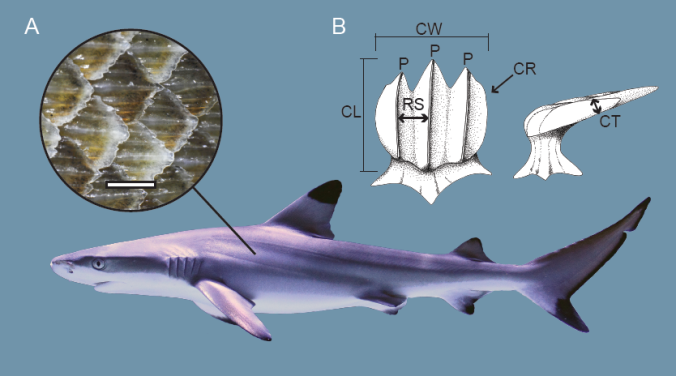 Top 4 điều thú vị về cá mập, bạn đã biết chưa? - Ảnh 2.