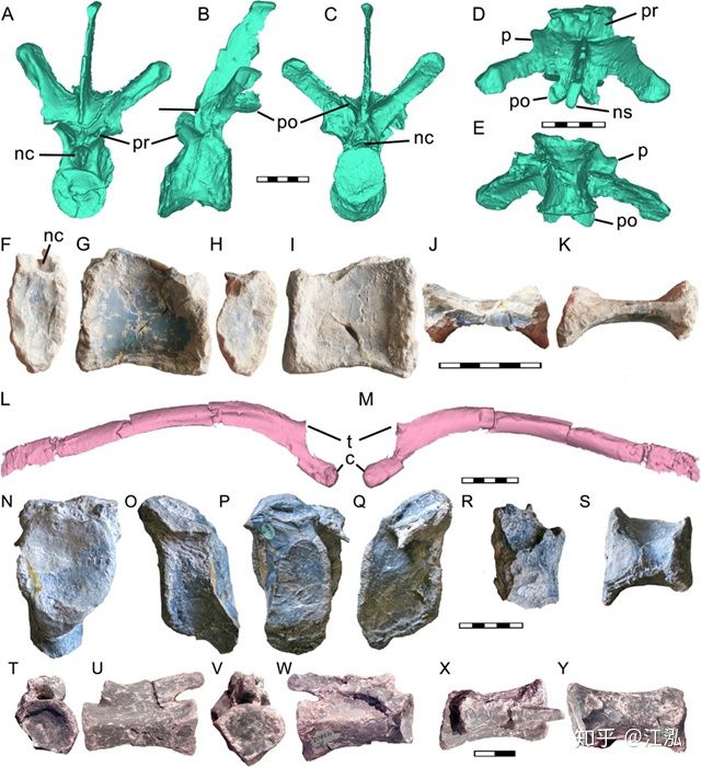 Úc phát hiện ra hóa thạch khủng long biến thành đá quý - Ảnh 8.