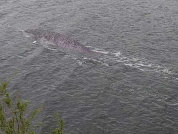 Đã tìm ra sự thật bất ngờ về bức hình ai cũng tưởng là Quái vật hồ Loch Ness đang gây bão trên mạng xã hội - Ảnh 1.