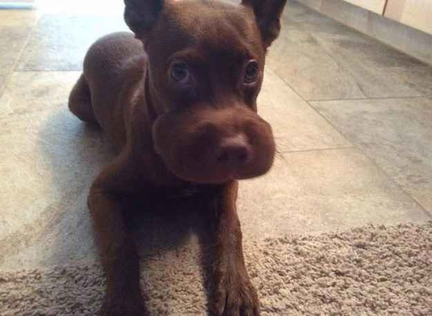 Tạm biệt bố mẹ, con chuyển hộ khẩu sang nhà thằng Mực đây. Đừng tìm con. Ký tên: con gái Sô-cô-la.