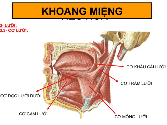 Những sự thật không phải ai cũng biết về chiếc lưỡi - Ảnh 2.