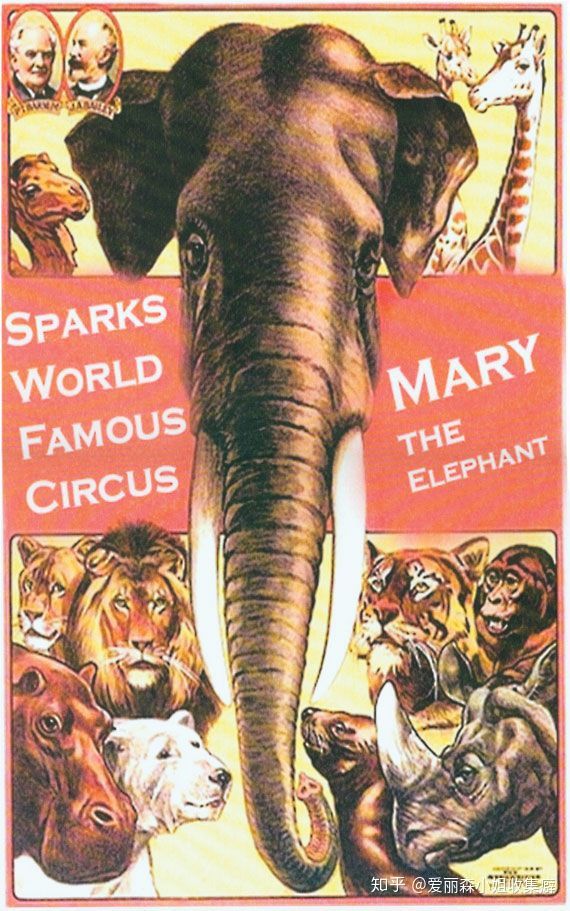 Voi Mary - con voi duy nhất bị treo cổ trong lịch sử - Ảnh 3.