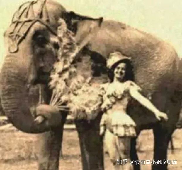 Voi Mary - con voi duy nhất bị treo cổ trong lịch sử - Ảnh 9.