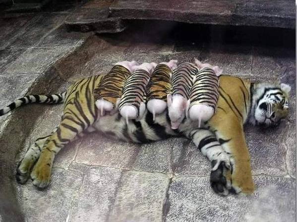 Hổ con yểu mệnh, nhân viên vườn thú thả lợn con vào an ủi hổ mẹ xoa dịu nỗi đau - Ảnh 4.
