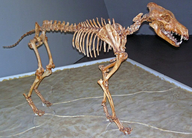 Top 10 loài động vật khủng khiếp nhất mà người tiền sử từng phải đối mặt (P.2) - Ảnh 2.