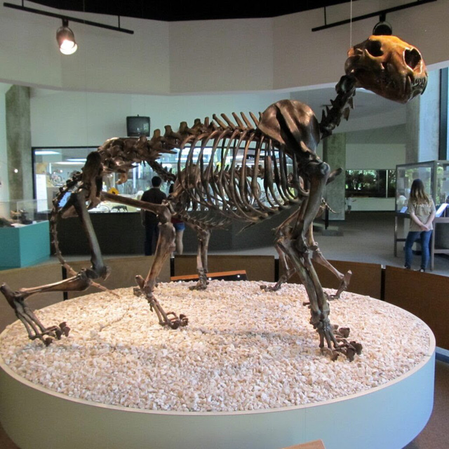 Top 10 loài động vật khủng khiếp nhất mà người tiền sử từng phải đối mặt (P.2) - Ảnh 4.