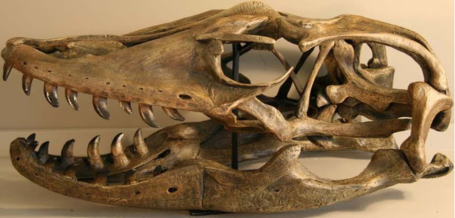 Top 10 loài động vật khủng khiếp nhất mà người tiền sử từng phải đối mặt (P.2) - Ảnh 6.