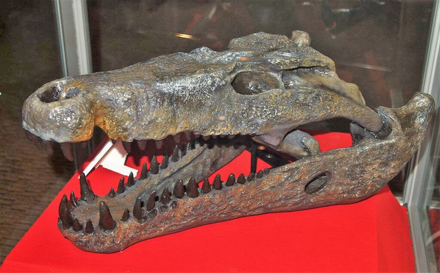 Top 10 loài động vật khủng khiếp nhất mà người tiền sử từng phải đối mặt (P.2) - Ảnh 10.