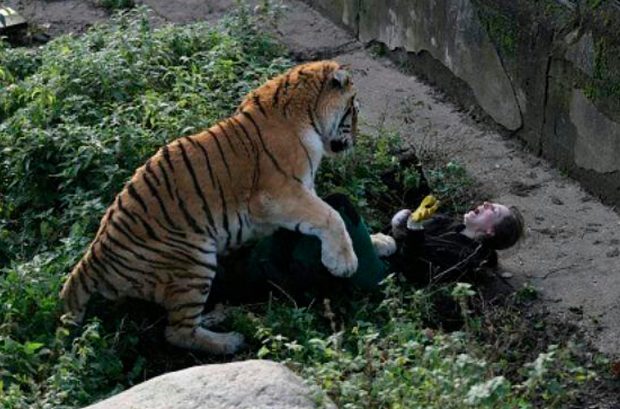 Kinh hãi cảnh hổ tấn công nhân viên vườn thú, nạn nhân thoát chết ngoạn mục nhờ con vật... quá già - Ảnh 1.