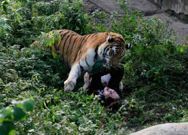 Kinh hãi cảnh hổ tấn công nhân viên vườn thú, nạn nhân thoát chết ngoạn mục nhờ con vật... quá già - Ảnh 2.
