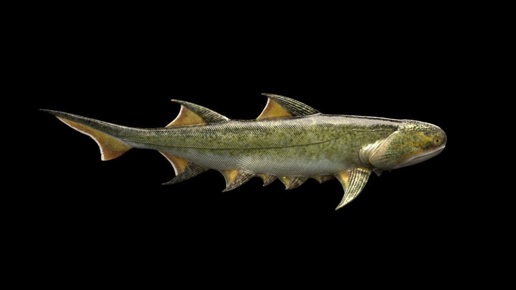 Cá mập 439 triệu năm tuổi được tìm thấy ở Trung Quốc là loài cá có hàm lâu đời nhất thế giới - Ảnh 1.