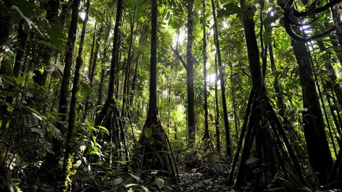 Arborele ecuadorian: se mișcă 20 de metri în fiecare an - Imaginea 4.