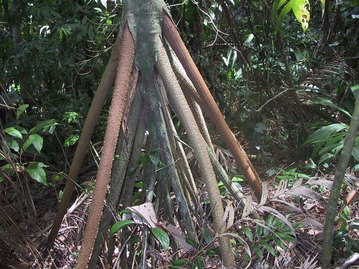 Arborele ecuadorian: se mișcă 20 de metri în fiecare an - Foto 2.