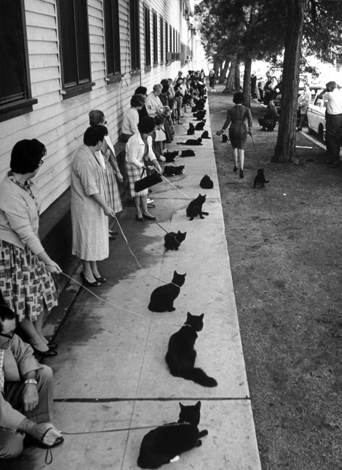 Những bức ảnh hiếm hoi về cuộc tuyển chọn diễn viên mèo của Hollywood năm 1961 - Ảnh 2.